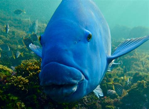 blueback camrip